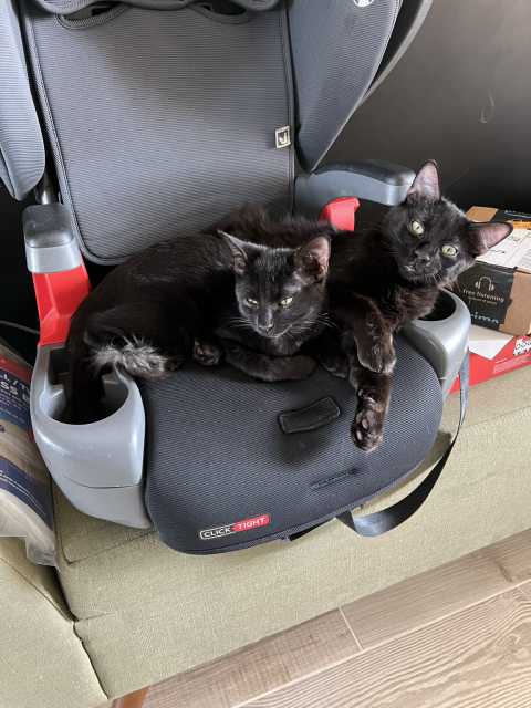 Our two black cats snuggling on a car seat left on a bench in our house after cleaning 