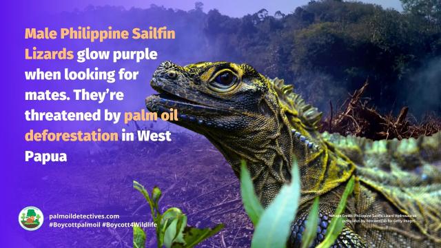 #Reptiles 🦎🐍🐢🐊 are fascinating creatures who are sadly feared, misunderstood and persecuted by humans. It's time we stand up for #lizards #snakes #crocodiles #turtles, here's how, be #vegan and #Boycottpalmoil 🌴🩸☠️ #Boycott4Wildlife @palmoildetect https://palmoildetectives.com/2023/11/05/reptiles-why-one-in-five-species-face-extinction-heres-how-you-can-help-them/?utm_source=mastodon&utm_medium=Palm+Oil+Detectives&utm_campaign=publer 