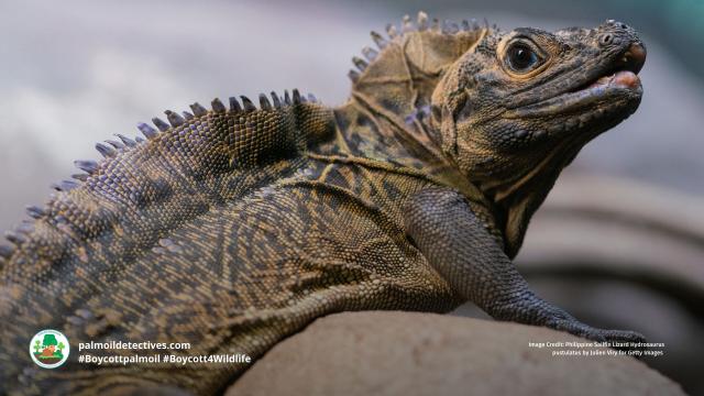 #Reptiles 🦎🐍🐢🐊 are fascinating creatures who are sadly feared, misunderstood and persecuted by humans. It's time we stand up for #lizards #snakes #crocodiles #turtles, here's how, be #vegan and #Boycottpalmoil 🌴🩸☠️ #Boycott4Wildlife @palmoildetect https://palmoildetectives.com/2023/11/05/reptiles-why-one-in-five-species-face-extinction-heres-how-you-can-help-them/?utm_source=mastodon&utm_medium=Palm+Oil+Detectives&utm_campaign=publer 