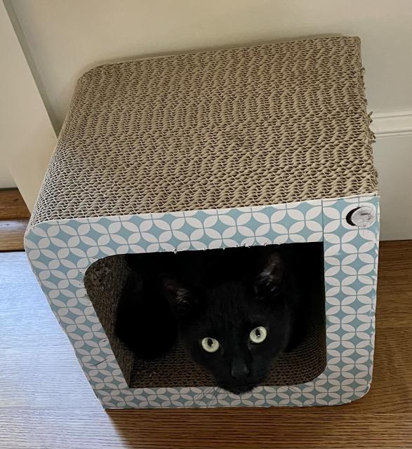 Black cat in a box, eyes and head looking at photographer