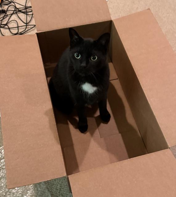 Black cat in a box, eyes and head looking at photographer