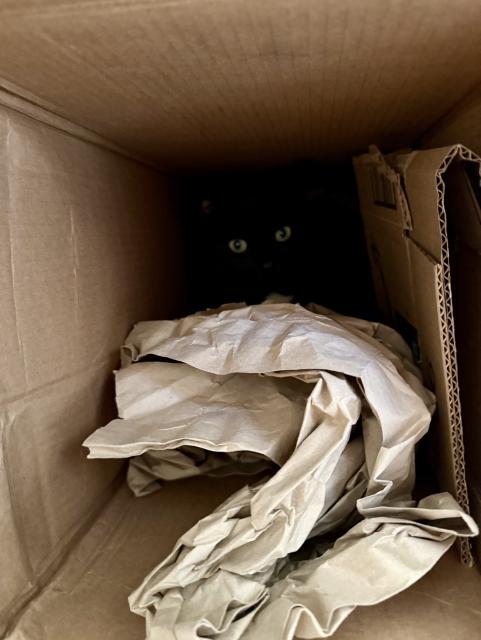 Black cat in a box, eyes and head looking at photographer
