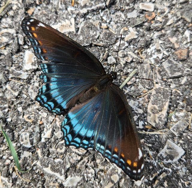 Closeup of a butterfly with orange (tips) and blue (bottom) wings