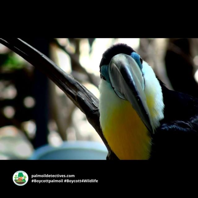 Colourful tree-dwellers Channel-billed Toucans are #Amazon #icons in #Brazil 🇧🇷#Venezuela 🇻🇪 #Colombia 🇨🇴 Threats include #PalmOil 🌴🔥#Soy #Meat 🥩🔥and #GoldMining 🥇🔥 Help them survive when you #BoycottPalmOil 🌴☠️🧐⛔️ #BoycottGold #Boycott4Wildlife @palmoildetect.bsky.social  https://palmoildetectives.com/2021/08/02/channel-billed-toucan-ramphastos-vitellinus/?utm_source=mastodon&utm_medium=Palm+Oil+Detectives&utm_campaign=publer  