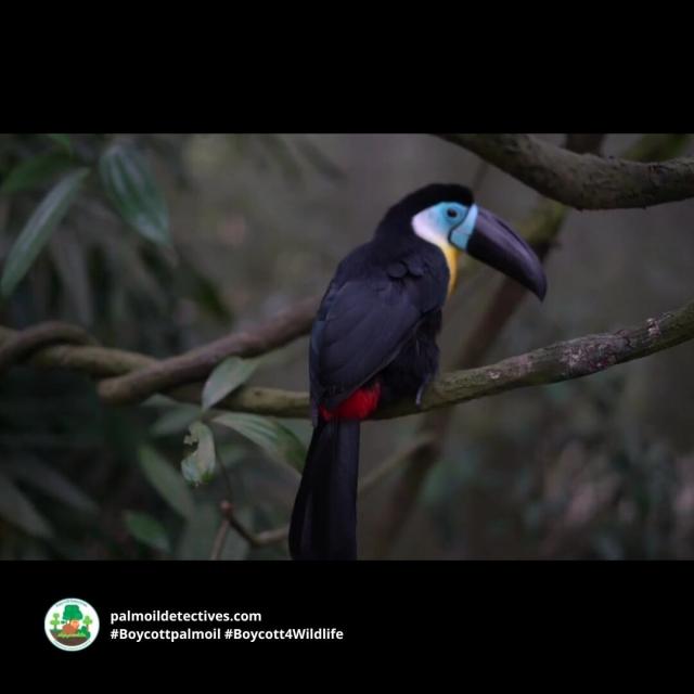 Colourful tree-dwellers Channel-billed Toucans are #Amazon #icons in #Brazil 🇧🇷#Venezuela 🇻🇪 #Colombia 🇨🇴 Threats include #PalmOil 🌴🔥#Soy #Meat 🥩🔥and #GoldMining 🥇🔥 Help them survive when you #BoycottPalmOil 🌴☠️🧐⛔️ #BoycottGold #Boycott4Wildlife @palmoildetect.bsky.social  https://palmoildetectives.com/2021/08/02/channel-billed-toucan-ramphastos-vitellinus/?utm_source=mastodon&utm_medium=Palm+Oil+Detectives&utm_campaign=publer  