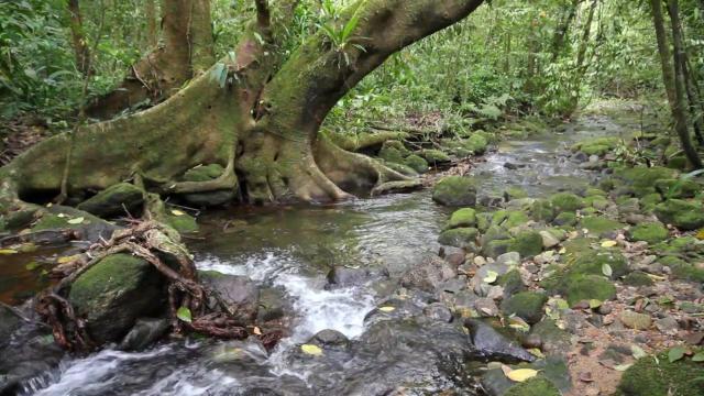 #Forests cool the planet, like natural #aircon. What happens when you cut them down? #Deforestation heats areas up to 4.5℃! Keep forests standing for #people and animals! #Boycottpalmoil 🌴🪔🧐🙊⛔️ #BoycottGold 🥇🪙🧐🙊🚫 #Boycott4Wildlife @palmoildetect.bsky.social  https://palmoildetectives.com/2022/08/14/without-tropical-forests-global-temperatures-would-be-1c-warmer/?utm_source=mastodon&utm_medium=Palm+Oil+Detectives&utm_campaign=publer  