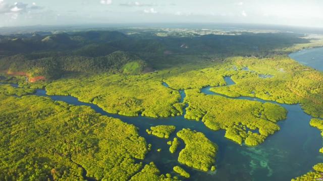 #Forests cool the planet, like natural #aircon. What happens when you cut them down? #Deforestation heats areas up to 4.5℃! Keep forests standing for #people and animals! #Boycottpalmoil 🌴🪔🧐🙊⛔️ #BoycottGold 🥇🪙🧐🙊🚫 #Boycott4Wildlife @palmoildetect.bsky.social  https://palmoildetectives.com/2022/08/14/without-tropical-forests-global-temperatures-would-be-1c-warmer/?utm_source=mastodon&utm_medium=Palm+Oil+Detectives&utm_campaign=publer  