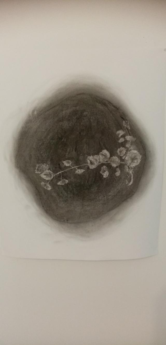 A charcoal drawing of a young birch branch inside a dark circle