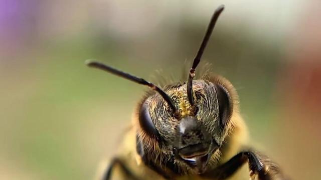 🐝 #News: #Bees don't randomly visit flowers - they  balance nutrition like fitness experts! Long-tongued bees prefer protein-rich pollen while short-tongued species target carbs/fats 🌸 #SaveTheBees #BoycottPalmOil #Boycott4Wildlife @palmoildetect https://news.northwestern.edu/stories/2025/08/for-bees-diet-isnt-one-size-fits-all/?utm_source=mastodon&utm_medium=Palm+Oil+Detectives&utm_campaign=publer