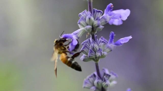 🐝 #News: #Bees don't randomly visit flowers - they  balance nutrition like fitness experts! Long-tongued bees prefer protein-rich pollen while short-tongued species target carbs/fats 🌸 #SaveTheBees #BoycottPalmOil #Boycott4Wildlife @palmoildetect https://news.northwestern.edu/stories/2025/08/for-bees-diet-isnt-one-size-fits-all/?utm_source=mastodon&utm_medium=Palm+Oil+Detectives&utm_campaign=publer