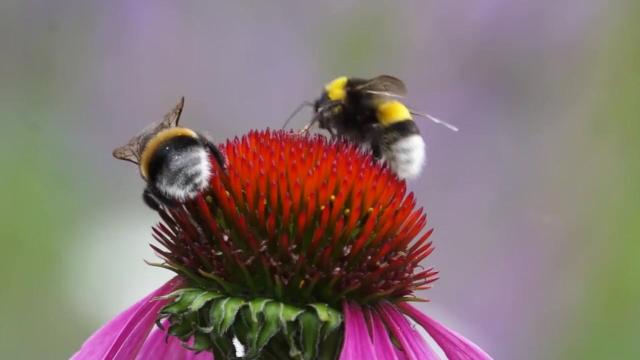 🐝 #News: #Bees don't randomly visit flowers - they  balance nutrition like fitness experts! Long-tongued bees prefer protein-rich pollen while short-tongued species target carbs/fats 🌸 #SaveTheBees #BoycottPalmOil #Boycott4Wildlife @palmoildetect https://news.northwestern.edu/stories/2025/08/for-bees-diet-isnt-one-size-fits-all/?utm_source=mastodon&utm_medium=Palm+Oil+Detectives&utm_campaign=publer