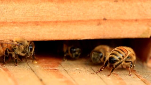 🐝 #News: #Bees don't randomly visit flowers - they  balance nutrition like fitness experts! Long-tongued bees prefer protein-rich pollen while short-tongued species target carbs/fats 🌸 #SaveTheBees #BoycottPalmOil #Boycott4Wildlife @palmoildetect https://news.northwestern.edu/stories/2025/08/for-bees-diet-isnt-one-size-fits-all/?utm_source=mastodon&utm_medium=Palm+Oil+Detectives&utm_campaign=publer