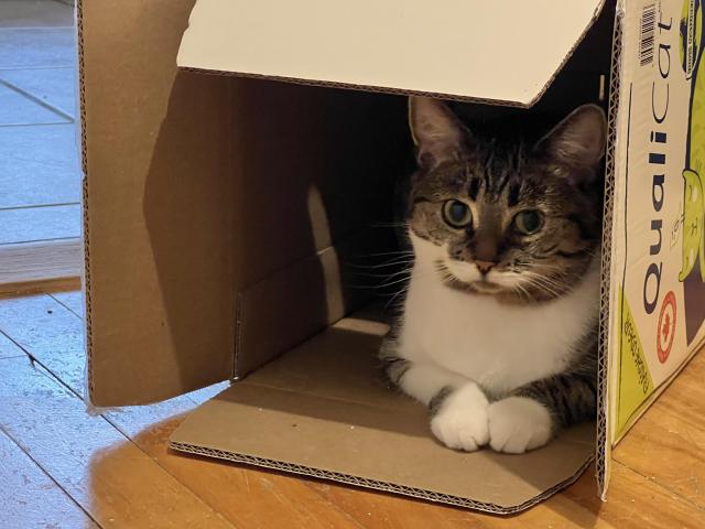Brown & white tabby sitting in an empty QualiCat cat-litter box.