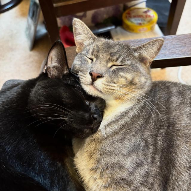 Two kitties curled up on a chair. The grey tabby on the right is facing the camera with his eyes happily shut. His velvet-black sister is butting her head up under his creamy-white chin, snuggling closer. They are both awake, but totally content.