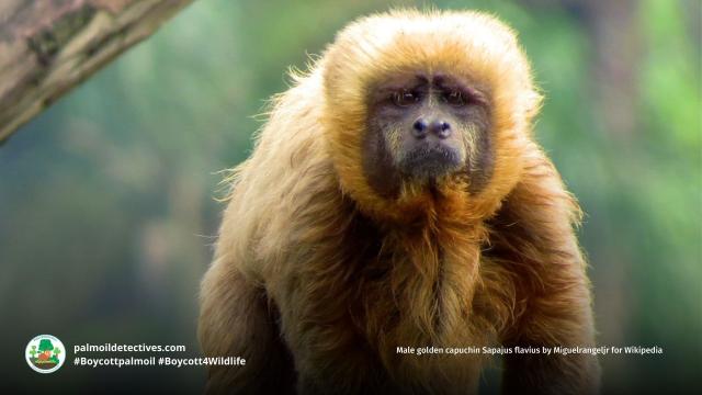 Blonde #capuchins 🐒🐵 are #endangered due to #palmoil 🌴 sugarcane and meat 🥩 #deforestation in #Brazil 🇧🇷. Supremely intelligent, they use tools and mourn dead in their troop. Take action! #Boycottpalmoil 🌴🪔⛔️ #Boycott4Wildlife @palmoildetect https://wp.me/pcFhgU-a9q?utm_source=mastodon&utm_medium=Palm+Oil+Detectives&utm_campaign=publer

