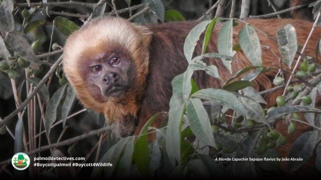Blonde #capuchins 🐒🐵 are #endangered due to #palmoil 🌴 sugarcane and meat 🥩 #deforestation in #Brazil 🇧🇷. Supremely intelligent, they use tools and mourn dead in their troop. Take action! #Boycottpalmoil 🌴🪔⛔️ #Boycott4Wildlife @palmoildetect https://wp.me/pcFhgU-a9q?utm_source=mastodon&utm_medium=Palm+Oil+Detectives&utm_campaign=publer

