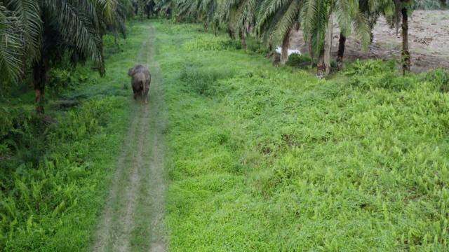  #News: 🌴☠️ #Palmoil ecocide repeats the historical bison massacre pattern! Ancient rainforests are destroyed for cheap commodities whilst communities and animals pay the price 🔥 ⛔️ #BoycottPalmOil #Boycott4Wildlife @palmoildetect https://rsis.edu.sg/rsis-publication/rsis/a-decade-of-planetary-health-learning-from-the-past-and-securing-earths-future/?utm_source=mastodon&utm_medium=Palm+Oil+Detectives&utm_campaign=publer