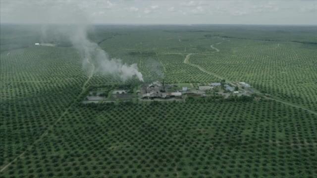  #News: 🌴☠️ #Palmoil ecocide repeats the historical bison massacre pattern! Ancient rainforests are destroyed for cheap commodities whilst communities and animals pay the price 🔥 ⛔️ #BoycottPalmOil #Boycott4Wildlife @palmoildetect https://rsis.edu.sg/rsis-publication/rsis/a-decade-of-planetary-health-learning-from-the-past-and-securing-earths-future/?utm_source=mastodon&utm_medium=Palm+Oil+Detectives&utm_campaign=publer