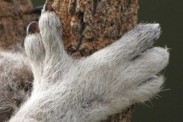 koala paw