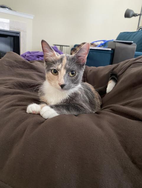 A small dilute calico cat on a giant brown cushion. 