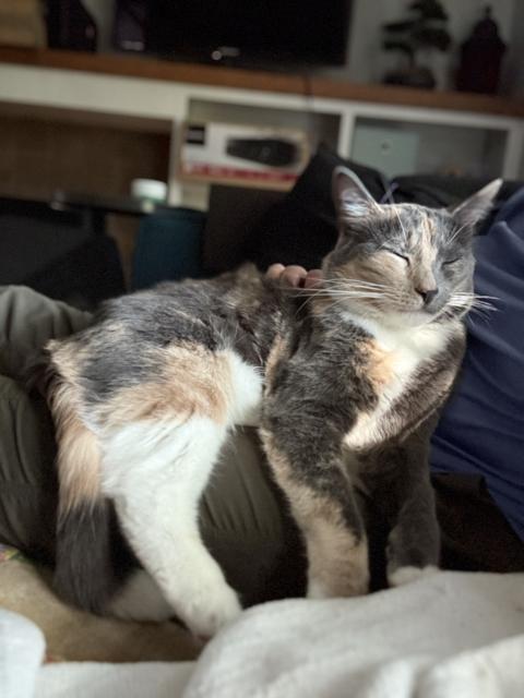 The same dilute calico cat, now less small, chilling on her human’s lap. 