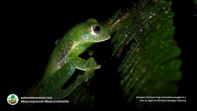 Savage’s Glass #Frogs of #Colombia 🇨🇴 have skin 🤯 that glows like sparkling stars 🌌 Males fiercely guard egg clutches. #PalmOil #Soy and #Meat #Deforestation are threats. Help them and be #Vegan 🥕🍆🌴🪔⛔️ #Boycottpalmoil #Boycott4Wildlife @palmoildetect https://wp.me/pcFhgU-a8R?utm_source=mastodon&utm_medium=Palm+Oil+Detectives&utm_campaign=publer


