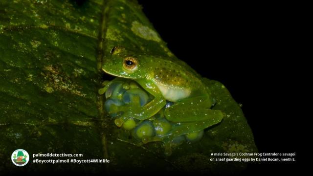 Savage’s Glass #Frogs of #Colombia 🇨🇴 have skin 🤯 that glows like sparkling stars 🌌 Males fiercely guard egg clutches. #PalmOil #Soy and #Meat #Deforestation are threats. Help them and be #Vegan 🥕🍆🌴🪔⛔️ #Boycottpalmoil #Boycott4Wildlife @palmoildetect https://wp.me/pcFhgU-a8R?utm_source=mastodon&utm_medium=Palm+Oil+Detectives&utm_campaign=publer

