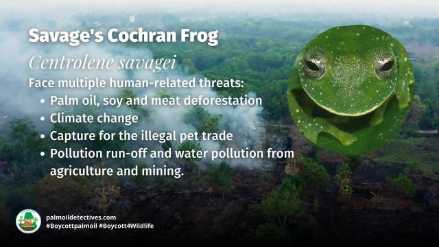 Savage’s Glass #Frogs of #Colombia 🇨🇴 have skin 🤯 that glows like sparkling stars 🌌 Males fiercely guard egg clutches. #PalmOil #Soy and #Meat #Deforestation are threats. Help them and be #Vegan 🥕🍆🌴🪔⛔️ #Boycottpalmoil #Boycott4Wildlife @palmoildetect https://wp.me/pcFhgU-a8R?utm_source=mastodon&utm_medium=Palm+Oil+Detectives&utm_campaign=publer

