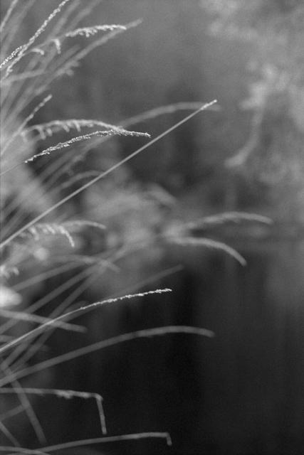 Garden divine

#Leica #M6 #LeicaM6 #Kodak #Double-X #5222 #XT-3 #analog #shootfilm #film #photography #BelieveInFilm