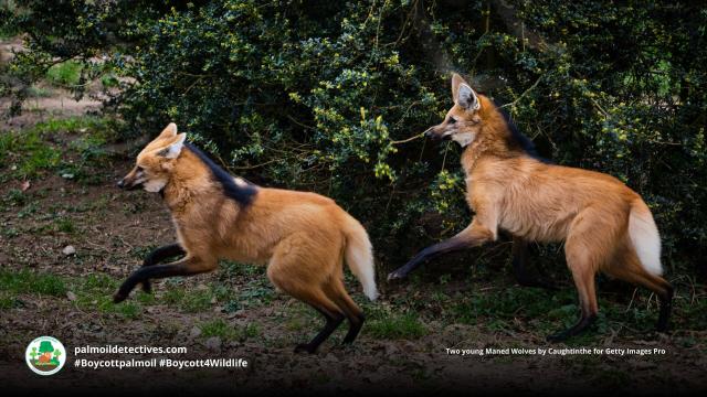 Maned Wolves are #SouthAmerica’s tallest canids with long slender legs to help them navigate grasslands. Now ‘Near Threatened’ by #palmoil #meat and #mining #deforestation, Fight for them and #Boycottpalmoil #BoycottGold #Boycott4Wildlife @palmoildetect.bsky.social https://wp.me/pcFhgU-7Pv?utm_source=mastodon&utm_medium=Palm+Oil+Detectives&utm_campaign=publer

