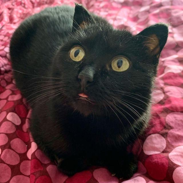 Close-up photo of my black cat sitting loaf-like on a polka-dotted bedspread in reds and pinks. She is looking up and to the left of the photo, and her tongue is sticking out ever so slightly--it kinda matches the pink tones in the bedspread.