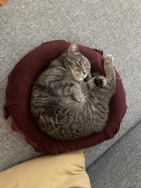 A gray cat is curled up and sleeping on a round burgundy pillow, resting on a gray sofa. A yellow pillow is visible in the bottom corner.