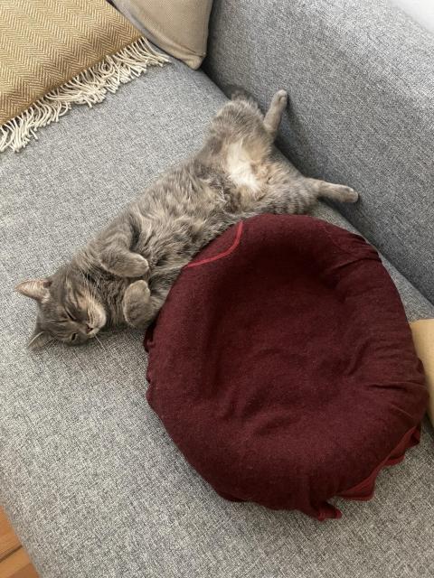A gray cat is lounging on a gray sofa, lying on its back with legs extended. A red cushion is nearby.