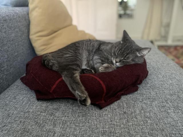 A gray cat is sleeping on a burgundy pillow, which is placed on a gray couch. Soft pillows are visible in the background. The setting appears cozy and relaxed.