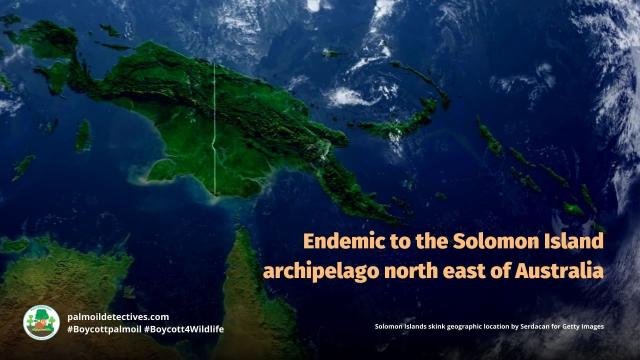 The world’s largest #skink 🌍🦎 is the Solomon Islands Skink, a #lizard endemic to #Melanesia 🇸🇧 They are ‘Near Threatened’ from #palmoil and other threats, help them to survive 🌴☠️⛔️ #Boycottpalmoil #Boycott4Wildlife @palmoildetect https://wp.me/pcFhgU-7jc?utm_source=mastodon&utm_medium=Palm+Oil+Detectives&utm_campaign=publer

