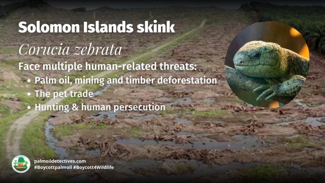 The world’s largest #skink 🌍🦎 is the Solomon Islands Skink, a #lizard endemic to #Melanesia 🇸🇧 They are ‘Near Threatened’ from #palmoil and other threats, help them to survive 🌴☠️⛔️ #Boycottpalmoil #Boycott4Wildlife @palmoildetect https://wp.me/pcFhgU-7jc?utm_source=mastodon&utm_medium=Palm+Oil+Detectives&utm_campaign=publer

