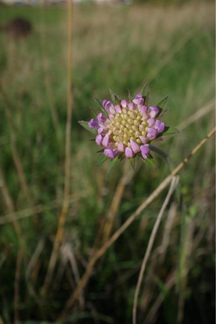 A pink/purple flower.