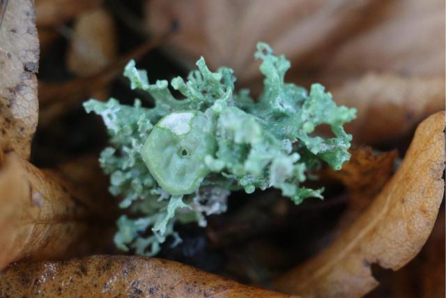 A clump of fallen green lichen on dead leaves.