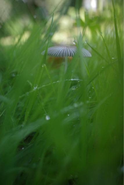 A small mushroom in wet grass.