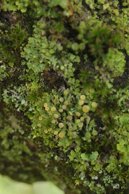 Assorted lichen and moss on a tree branch.