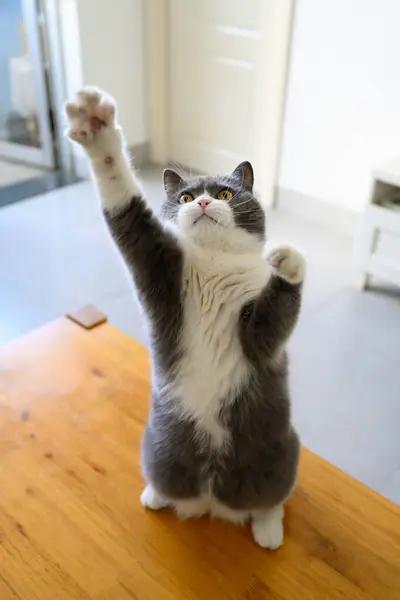 Black and white cat sitting on its rear while stretching its right paw high into the air.