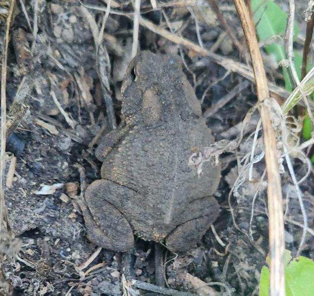 Brown toad in a garden
