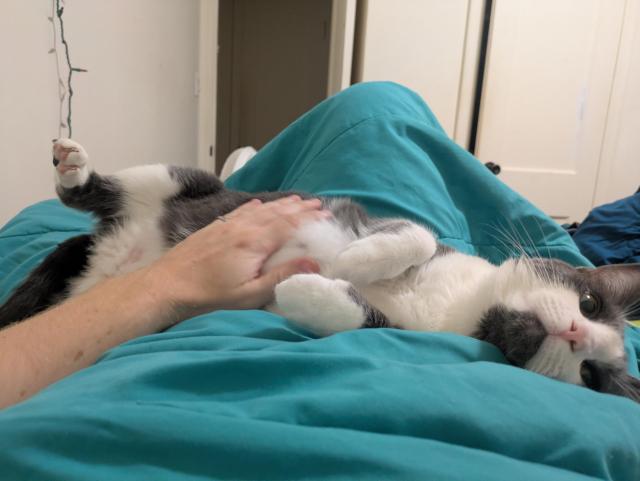 A young cat getting belly rubs while holding his front paws curled in and his hind legs stretched out for easy access