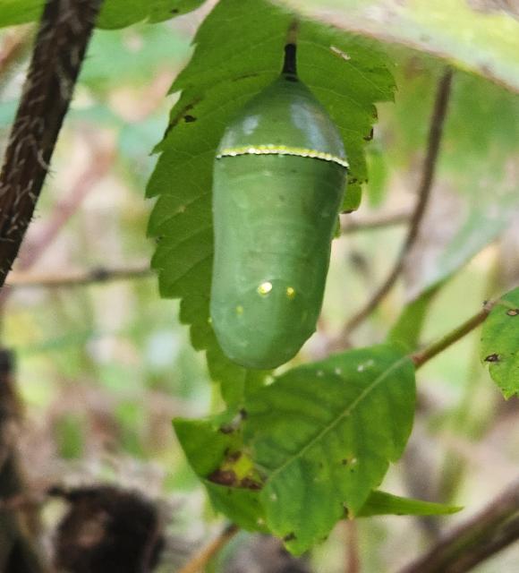 A green monarch chrysalis hanging from a leaf. It has an iridescent band near the top