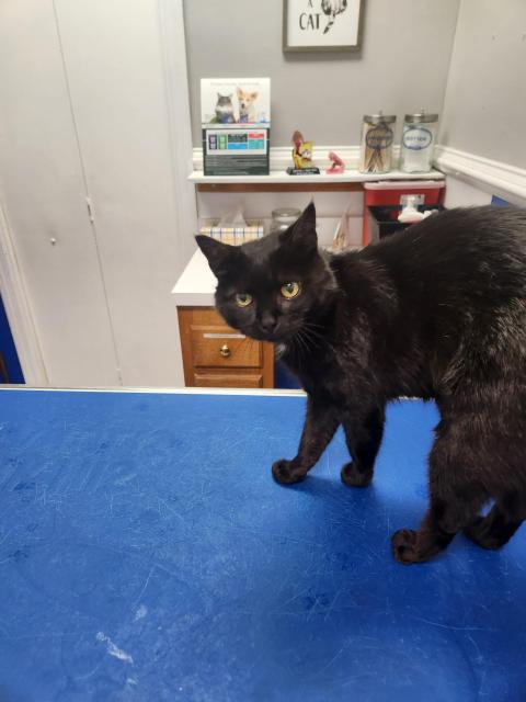 Black cat on a blue exam table, back raised inquisitively. A small desk with some bottles, signs, and statues in the background.