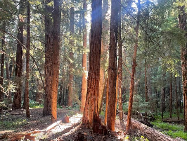 Bright morning sunlight shines through tall straight trees in a green forest.