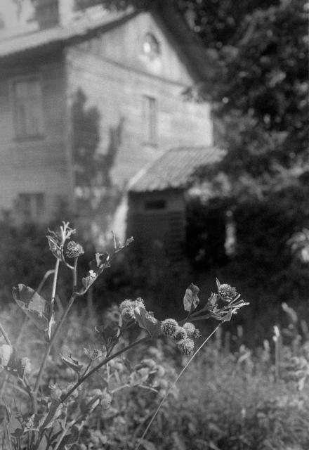 The photographs depict an old wooden house in the background, partially hidden by trees and shadow. In the foreground, the emphasis is on burdock stems with large leaves and prickly inflorescences, illuminated by the sun. The entire scene is done in black and white, which gives the image a slightly nostalgic and atmospheric aesthetic.