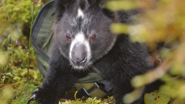 With the adorable face of a #teddybear 🧸 and the agile body of a #Kangaroo 🦘 the #Dingiso is a tree kangaroo of #WestPapua. They're #endangered from #palmoil #deforestation Fight for them and #BoycottPalmOil #Boycott4Widlife 🌴🩸🔥☠️🧐⛔️  @palmoildetect.bsky.social https://palmoildetectives.com/2021/01/26/dingiso-dendrolagus-mbaiso/?utm_source=mastodon&utm_medium=Palm+Oil+Detectives&utm_campaign=publer   