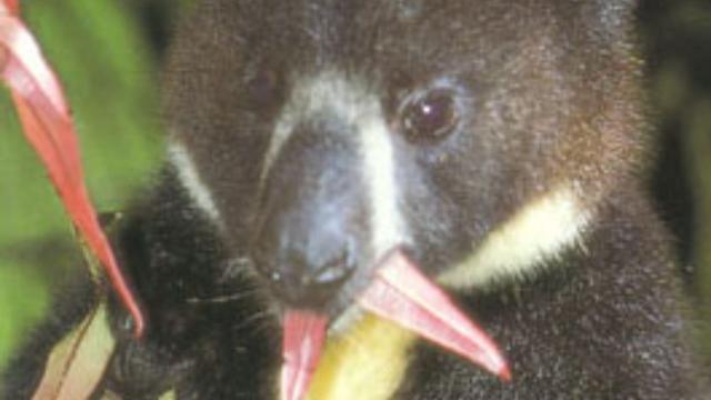 With the adorable face of a #teddybear 🧸 and the agile body of a #Kangaroo 🦘 the #Dingiso is a tree kangaroo of #WestPapua. They're #endangered from #palmoil #deforestation Fight for them and #BoycottPalmOil #Boycott4Widlife 🌴🩸🔥☠️🧐⛔️  @palmoildetect.bsky.social https://palmoildetectives.com/2021/01/26/dingiso-dendrolagus-mbaiso/?utm_source=mastodon&utm_medium=Palm+Oil+Detectives&utm_campaign=publer   