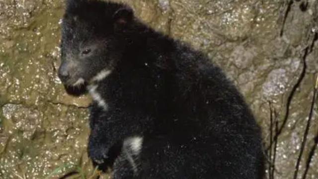 With the adorable face of a #teddybear 🧸 and the agile body of a #Kangaroo 🦘 the #Dingiso is a tree kangaroo of #WestPapua. They're #endangered from #palmoil #deforestation Fight for them and #BoycottPalmOil #Boycott4Widlife 🌴🩸🔥☠️🧐⛔️  @palmoildetect.bsky.social https://palmoildetectives.com/2021/01/26/dingiso-dendrolagus-mbaiso/?utm_source=mastodon&utm_medium=Palm+Oil+Detectives&utm_campaign=publer   